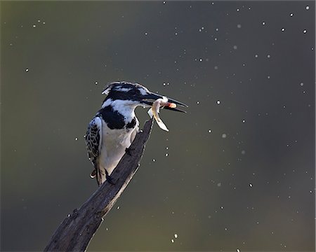 plumage - Pied kingfisher (Ceryle rudis) with fish, Kruger National Park, South Africa, Africa Stock Photo - Rights-Managed, Code: 841-08357638