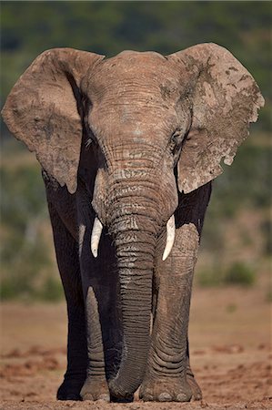 simsearch:841-07782300,k - African elephant (Loxodonta africana) bull, Addo Elephant National Park, South Africa, Africa Stock Photo - Rights-Managed, Code: 841-08357630