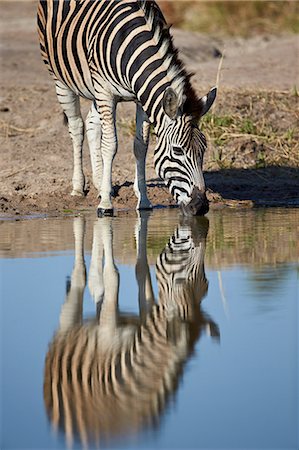 Common zebra (Plains zebra) (Burchell's zebra) (Equus burchelli) drinking with reflection, Kruger National Park, South Africa, Africa Photographie de stock - Rights-Managed, Code: 841-08357640