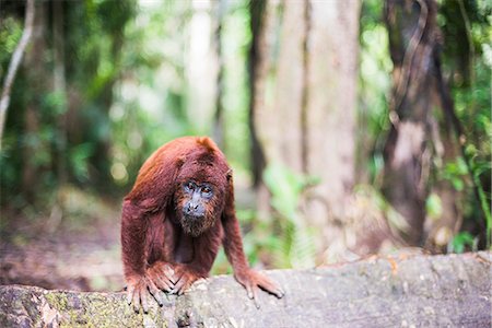 Red howler monkey (Alouatta Seniculus), Tambopata National Reserve, Puerto Maldonado Amazon Jungle area, Peru, South America Foto de stock - Con derechos protegidos, Código: 841-08420963