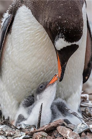 Gentoo penguin (Pygoscelis papua) adult on nest with young chicks on Cuverville Island, Antarctica, Polar Regions Stock Photo - Rights-Managed, Code: 841-08421150