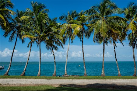 simsearch:841-03672349,k - Palm tree line, Royal Island, Iles du Salut, Devils Island, French Guiana, Department of France, South America Stock Photo - Rights-Managed, Code: 841-08421214