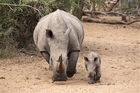 rhinoceros - White rhino (Ceratotherium simum) with calf, Kumasinga water hole, Mkhuze game reserve, KwaZulu-Natal, South Africa, Africa Stock Photo - Rights-Managed, Code: 841-08421388