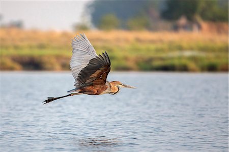 simsearch:841-07082375,k - Goliath heron (Ardea goliath) in flight, Chobe National Park, Botswana, Africa Photographie de stock - Rights-Managed, Code: 841-08421394