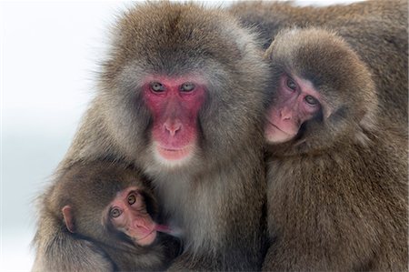 primative - Snow monkey (Macaca fuscata) group with baby cuddling together in the cold, Japanese macaque, captive, Highland Wildlife Park, Kingussie, Scotland, United Kingdom, Europe Stock Photo - Rights-Managed, Code: 841-08421417