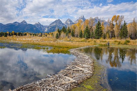 Beaver dam, Snake River at Schwabacher Landing, Grand Tetons National Park, Wyoming, United States of America, North America Stock Photo - Rights-Managed, Code: 841-08421446