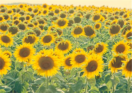 simsearch:841-07523710,k - Sunflowers in full bloom, France, Europe Photographie de stock - Rights-Managed, Code: 841-08438666