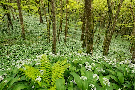 Wild garlic and ferns growing in a Cornish woodland in spring time, Looe, Cornwall, England, United Kingdom, Europe Stock Photo - Rights-Managed, Code: 841-08438770