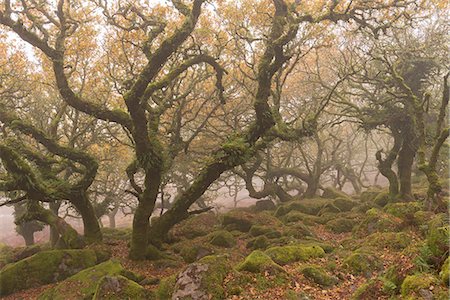 simsearch:841-06030590,k - Wild and mysterious Wistman's Wood in Dartmoor National Park, Devon, England, United Kingdom, Europe Stock Photo - Rights-Managed, Code: 841-08438800
