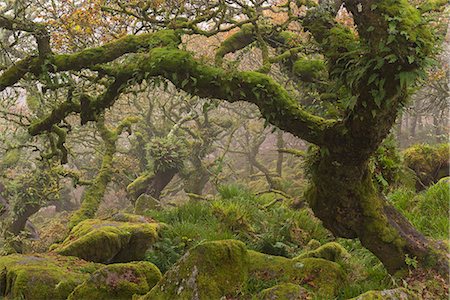 simsearch:841-06030590,k - Stunted oak trees in the creepy and mysterious Wistman's Wood, Dartmoor National Park, Devon, England, United Kingdom, Europe Stock Photo - Rights-Managed, Code: 841-08438801