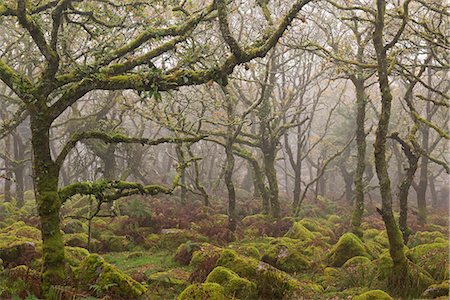 simsearch:841-06030590,k - Moss covered trees in Wistman's Wood, Dartmoor National Park, Devon, England, United Kingdom, Europe Stock Photo - Rights-Managed, Code: 841-08438802