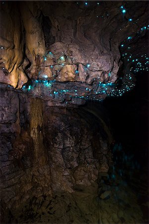 Glow worms in Waitomo Caves, Waikato Region, North Island, New Zealand, Pacific Stock Photo - Rights-Managed, Code: 841-08645290