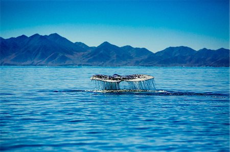 Grey whales, Whale Watching, Magdalena Bay, Mexico, North America Stock Photo - Rights-Managed, Code: 841-08645380