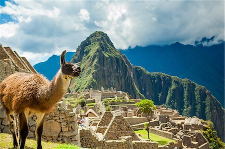 simsearch:841-06034486,k - Resident llama, Machu Picchu ruins, UNESCO World Heritage Site, Peru, South America Photographie de stock - Rights-Managed, Code: 841-08645408