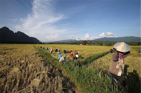 simsearch:841-07204251,k - Rice fields with stunning mountain back drop and farmers harvesting rice, Van Vieng, Vientiane Province, Laos, Indochina, Southeast Asia, Asia Stock Photo - Rights-Managed, Code: 841-08645515