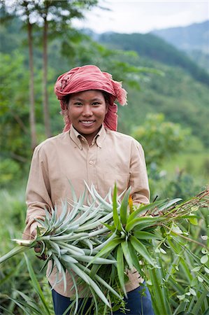ethnic culture of india - A girl harvests pineapples in Northeast India, India, Asia Stock Photo - Rights-Managed, Code: 841-08663555