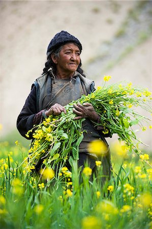 people ladakh - Collecting flowers which will be used to feed the animals in Ladakh in north east India, India, Asia Stock Photo - Rights-Managed, Code: 841-08663567