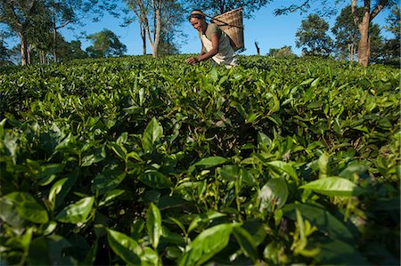 simsearch:841-07204251,k - A woman collects tea leaves in Assam in north east India, India, Asia Stock Photo - Rights-Managed, Code: 841-08663623