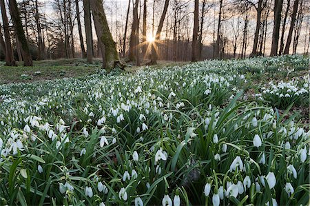 Snowdrops in woodland at sunset, near Stow-on-the-Wold, Cotswolds, Gloucestershire, England, United Kingdom, Europe Stock Photo - Rights-Managed, Code: 841-08663678