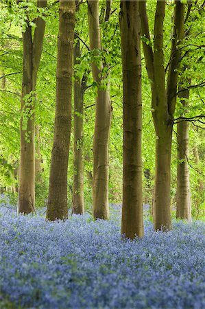 Bluebell wood, Chipping Campden, Cotswolds, Gloucestershire, England, United Kingdom, Europe Stock Photo - Rights-Managed, Code: 841-08663684