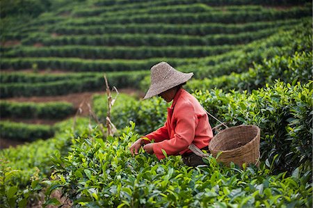 A woman collects tea leaves on a Puer tea estate in Yunnan Province, China, Asia Foto de stock - Con derechos protegidos, Código: 841-08718114