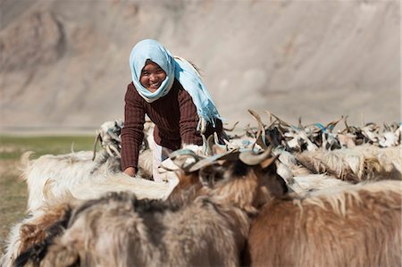 people ladakh - A nomad woman collects her goats together for milking, wool extraction and a quick health inspection, Ladakh, India, Asia Stock Photo - Rights-Managed, Code: 841-08797880