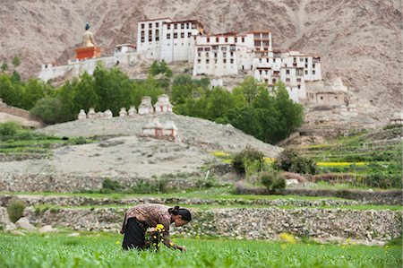 people ladakh - In the remote region a woman works in a wheat field with a view of Likir monastery in the distance, Ladakh, India, Asia Stock Photo - Rights-Managed, Code: 841-08797891