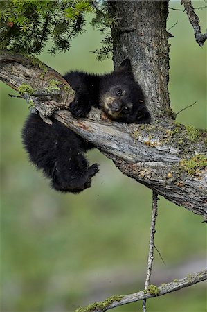 simsearch:841-07913862,k - Black Bear (Ursus americanus) cub of the year or spring cub, Yellowstone National Park, Wyoming, United States of America, North America Stock Photo - Rights-Managed, Code: 841-08797937