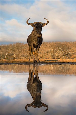 Common (blue) wildebeest (gnu) (Connochaetes taurinus) with reflection at waterhole, Zimanga private game reserve, KwaZulu-Natal, South Africa, Africa Stock Photo - Rights-Managed, Code: 841-08821753