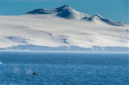 Killer whale (orca) (Orcinus orca), Weddell, Sea, Antarctica, Polar Regions Stock Photo - Rights-Managed, Code: 841-08860743