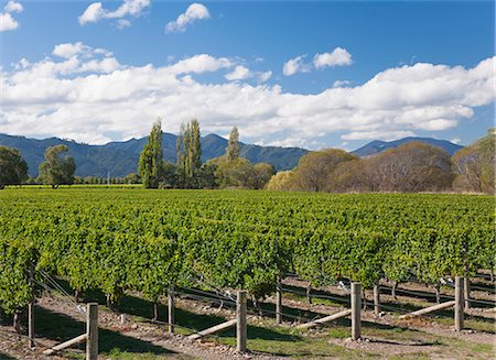simsearch:841-08860890,k - Orderly rows of vines in a typical Wairau Valley vineyard, Renwick, near Blenheim, Marlborough, South Island, New Zealand, Pacific Stock Photo - Rights-Managed, Code: 841-08860974