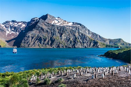 simsearch:841-07204335,k - Gentoo penguin colony on the edge of the bay of Godthul, South Georgia, Antarctica, Polar Regions Stock Photo - Rights-Managed, Code: 841-08887224