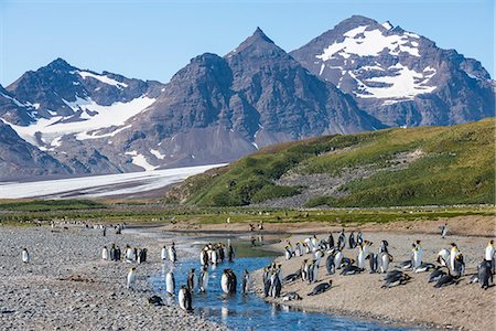 simsearch:841-07204335,k - King penguins (Aptenodytes patagonicus) in beautiful scenery, Salisbury Plain, South Georgia, Antarctica Stock Photo - Rights-Managed, Code: 841-08887237