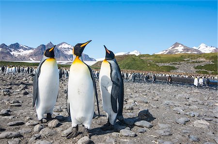 polar region - King penguins (Aptenodytes patagonicus), Salisbury Plain, South Georgia, Antarctica, Polar Regions Stock Photo - Rights-Managed, Code: 841-08887239