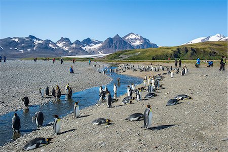 simsearch:841-07204335,k - Giant king penguin (Aptenodytes patagonicus) colony, Salisbury Plain, South Georgia, Antarctica, Polar Regions Stock Photo - Rights-Managed, Code: 841-08887232