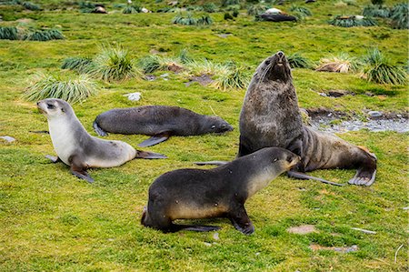 simsearch:841-07204335,k - Antarctic fur seals (Arctocephalus gazella), Grytviken, South Georgia, Antarctica Stock Photo - Rights-Managed, Code: 841-08887246