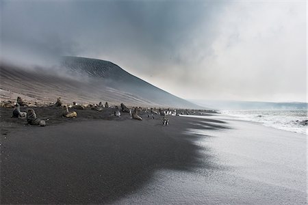 simsearch:841-07204335,k - Antarctic fur seals (Arctocephalus gazella) and a huge Chinstrap penguin colony (Pygoscelis antarctica) on a black volcanic beach, Saunders Island, South Sandwich Islands, Antarctica, Polar Regions Stock Photo - Rights-Managed, Code: 841-08887253