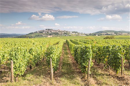 simsearch:841-08860890,k - The vineyards of Sancerre, France. Known for its fine wines from grape varities such as pinot noir and sauvignon blanc, the vine Stock Photo - Rights-Managed, Code: 841-08887523