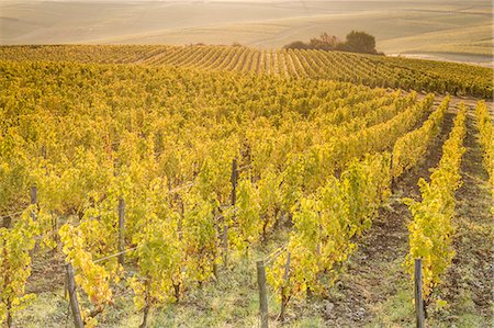 simsearch:841-08860890,k - Dawn in the vineyards of Sancerre, Cher, Centre, France, Europe Stock Photo - Rights-Managed, Code: 841-08887530