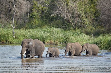 simsearch:841-03673537,k - Line of African Elephant (Loxodonta africana) crossing a river, Kruger National Park, South Africa, Africa Photographie de stock - Rights-Managed, Code: 841-09055530