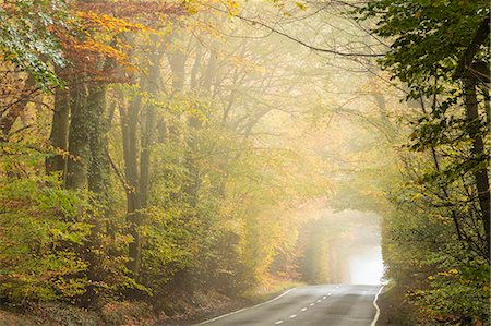 Country road cutting through deciduous autumnal woodland on a misty morning, Limpsfield Chart, Oxted, Surrey, England, United Kingdom, Europe Stock Photo - Rights-Managed, Code: 841-09059962