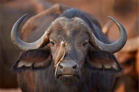 perched - Yellow-billed oxpecker (Buphagus africanus) on a Cape buffalo (Syncerus caffer), Kruger National Park, South Africa, Africa Foto de stock - Con derechos protegidos, Código: 841-09060014