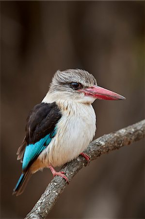 perched - Brown-hooded kingfisher (Halcyon albiventris), Kruger National Park, South Africa, Africa Photographie de stock - Rights-Managed, Code: 841-09060021