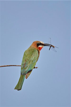 simsearch:841-06345488,k - White-fronted bee-eater (Merops bullockoides) with a dragonfly, Kruger National Park, South Africa, Africa Photographie de stock - Rights-Managed, Code: 841-09060022