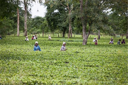 simsearch:841-07204251,k - Tea Garden in Dibrugarh, Assam, India, Asia Stock Photo - Rights-Managed, Code: 841-09076829
