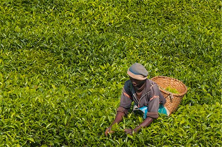 simsearch:841-07204251,k - A tea picker picking tea in the South of Rwanda, Africa Stock Photo - Rights-Managed, Code: 841-09076936