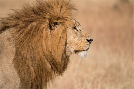 simsearch:841-03506025,k - Male lion (Panthera Leo) of the Lemek pride in Lemek Conservancy, Masai Mara, Kenya, East Africa, Africa Stock Photo - Rights-Managed, Code: 841-09076944