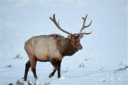 simsearch:841-06446818,k - Elk (Cervus canadensis) bull in the snow in winter, Yellowstone National Park, Wyoming, United States of America, North America Stock Photo - Rights-Managed, Code: 841-09077116