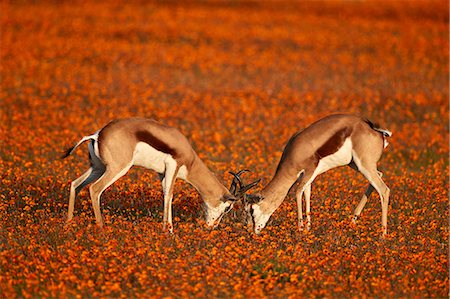 simsearch:841-06446818,k - Springbok (Antidorcas marsupialis) sparring among wildflowers, Namaqualand National Park, Namakwa, Namaqualand, South Africa, Africa Stock Photo - Rights-Managed, Code: 841-09077120