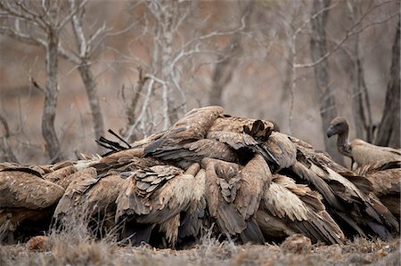 Pile of African white-backed vulture (Gyps africanus) fighting at a carcass, Kruger National Park, South Africa, Africa Stock Photo - Rights-Managed, Code: 841-09077138